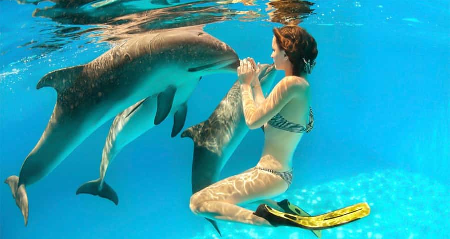 Hurghada: Dolphin watch Cruise with optional pickup - Key Points to Know Before You Go