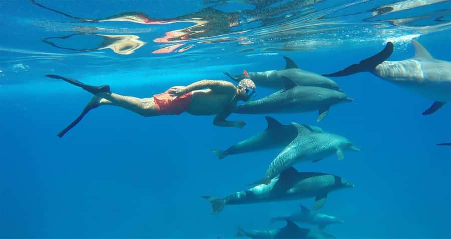 Hurghada: Dolphin watch Cruise with optional pickup - Hurghada Marina Start: Where to Meet Egypt Sunmarine Fleet