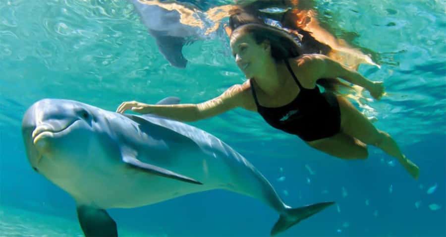 Hurghada: Dolphin watch Cruise with optional pickup - Dolphin Watching on the Water: Timing, Tide, and Expectations