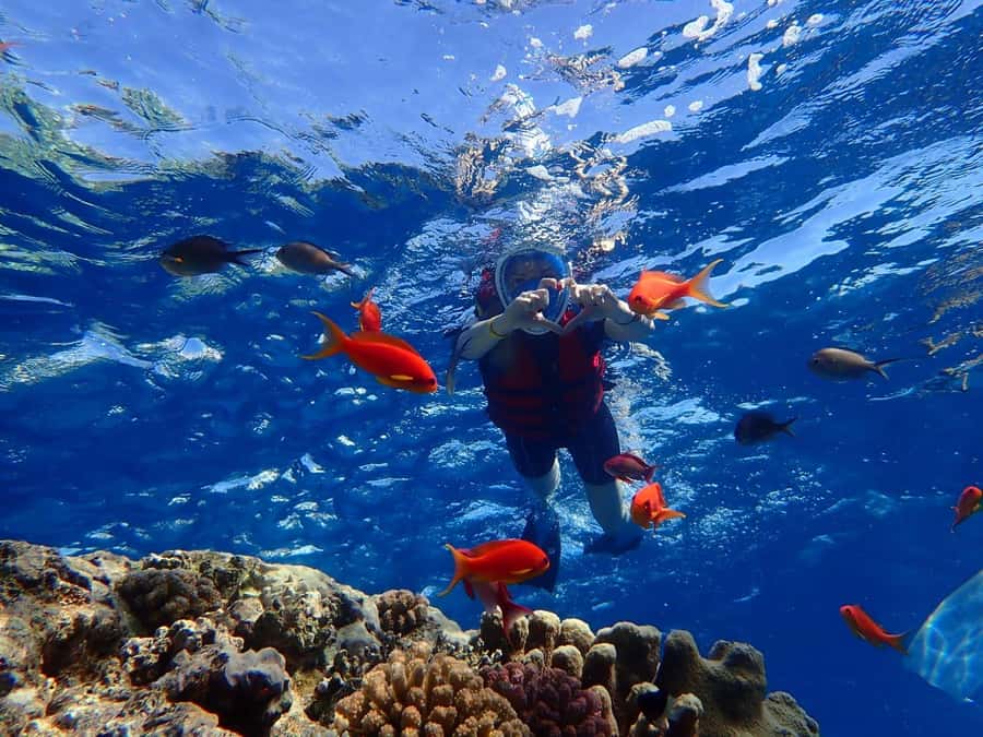 Hurghada: Dolphin watch Cruise with optional pickup - Optional Pickup and Transfers: When It’s Worth Paying for