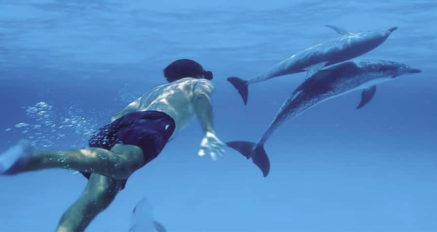 Hurghada: Dolphin watch Cruise with optional pickup - Service and Crew: Friendly, But Language Can Vary
