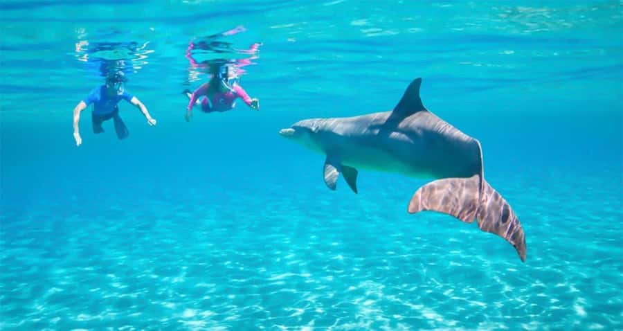 Hurghada: Dolphin watch Cruise with optional pickup - The 9:00 Departure Cruise and the First Snorkel Stop