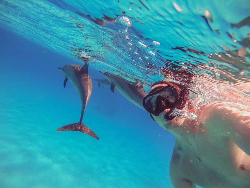 Hurghada: Dolphin Watching Boat Tour with Snorkeling & Lunch - Quick take before you go