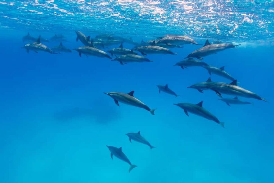 Hurghada: Dolphin Watching Boat Tour with Snorkeling & Lunch - Value check: why $25 can be a good deal here