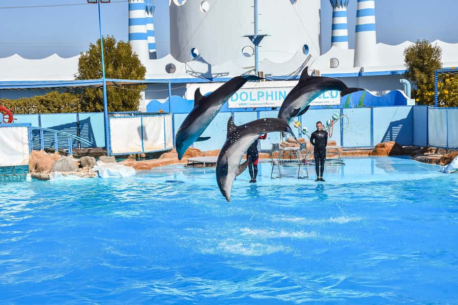 Hurghada: Dolphin World Show with Walruses and Pickup - The outdoor show itself: dolphins, walruses, and sea lions doing the most