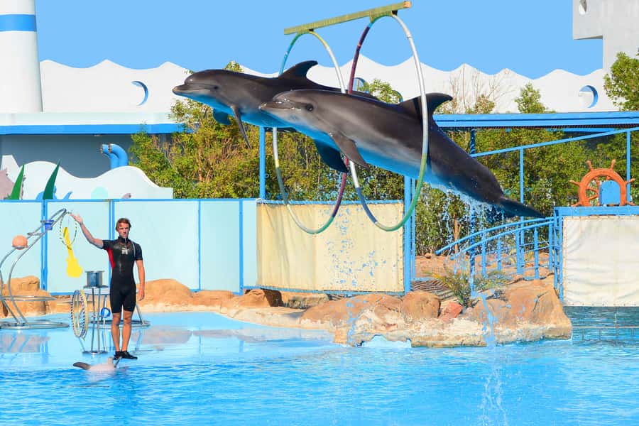 Hurghada: Dolphin World Show with Walruses and Pickup - Trainers and multilingual hosting: what helps (and what doesn’t)