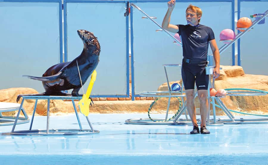 Hurghada: Dolphin World Show with Walruses and Pickup - Photos, videos, and souvenirs: how to keep your budget sane