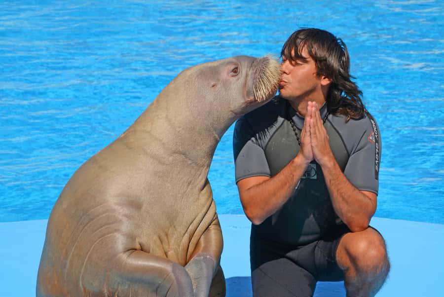 Hurghada: Dolphin World Show with Walruses and Pickup - Who should book Dolphin World Hurghada?