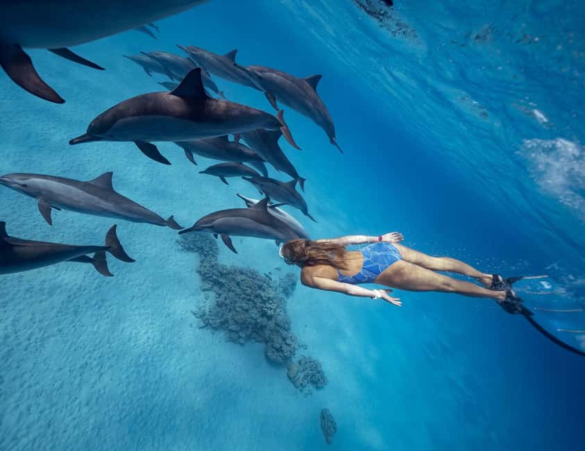 Hurghada or Makadi: Discover the Magic of Dolphin House - Dolphin House: Watching First, Swimming Only When Conditions Let It Happen