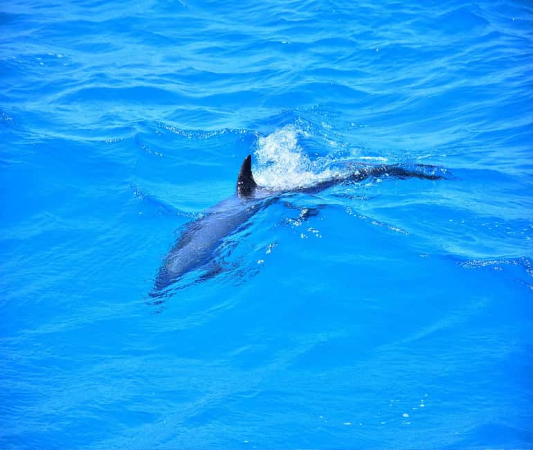 Hurghada or Makadi: Discover the Magic of Dolphin House - Lunch and Drinks: What’s Included and How It Tastes on a Boat