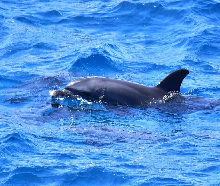 Hurghada or Makadi: Discover the Magic of Dolphin House - Final Call: Should You Book This Dolphin House Trip?