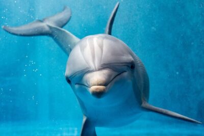 Hurghada: Private 4 Hours Speedboat Dolphin House Snorkling Tour - The private speedboat: how the 4 hours usually play out