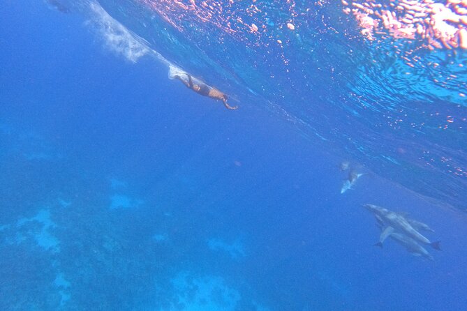 Hurghada Speedboat Dolphin Watching and Snorkeling - Snorkeling time: what included gear really changes