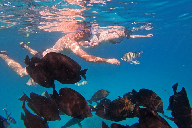 Hurghada Speedboat Dolphin Watching and Snorkeling - Weather, wind, and comfort on a speedboat