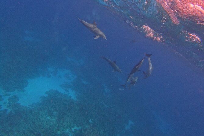 Hurghada Speedboat Dolphin Watching and Snorkeling - Safety and guide quality: the names that matter