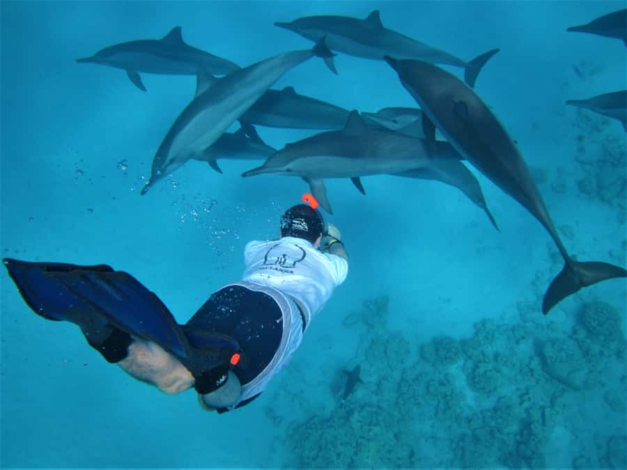 Hurghada: Speedboat Dolphin Watching & Snorkeling with Lunch - Dolphin Watching First: How the Hunt Really Works