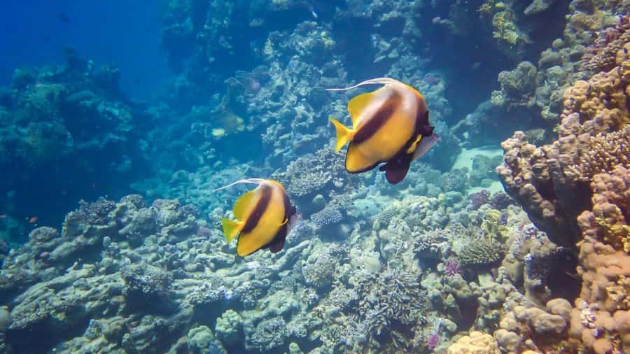 Hurghada: Yacht Trip Dolphin Watching W Lunch & Multi Option - Key things that make this trip worth your time