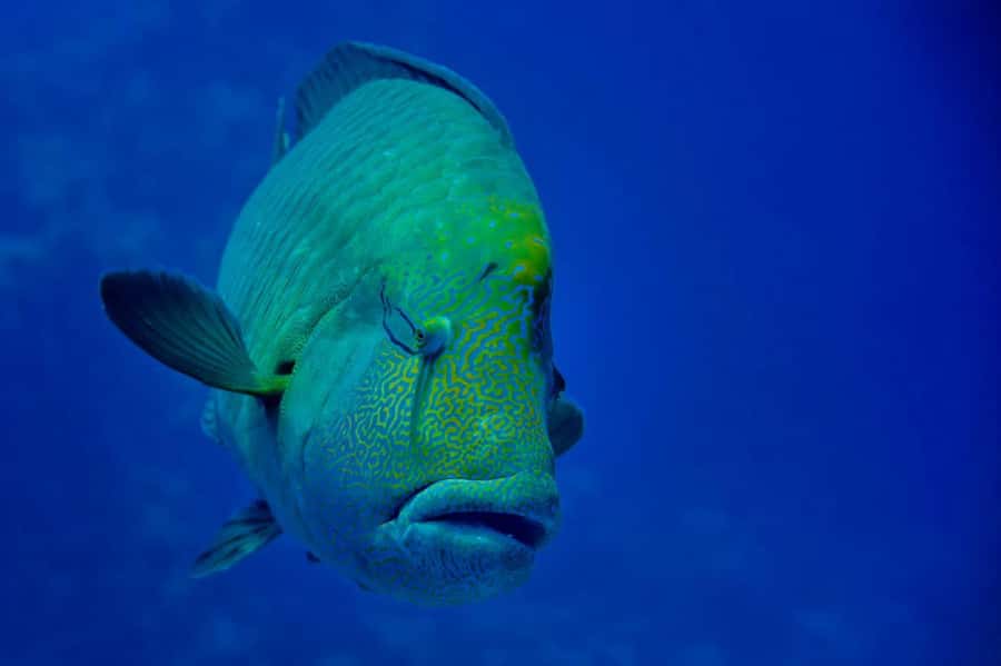 Hurghada: Yacht Trip Dolphin Watching W Lunch & Multi Option - The small-group feel (and why it matters)