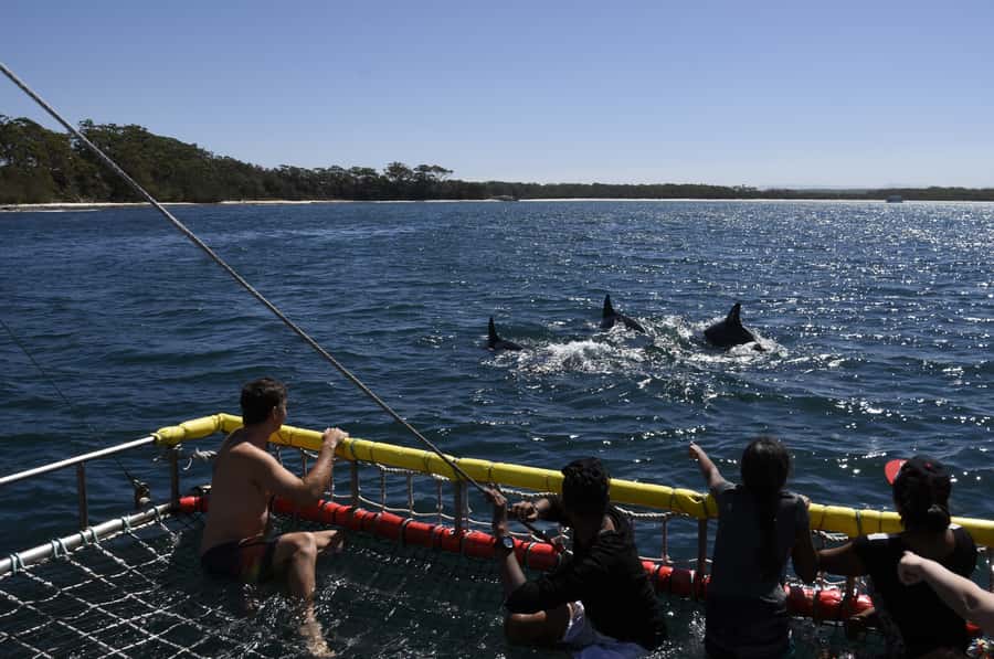 Huskisson: Dolphin Cruise & Boom Netting Experience - Your 90-minute dolphin hunt in Jervis Bay (with a built-in water thrill)