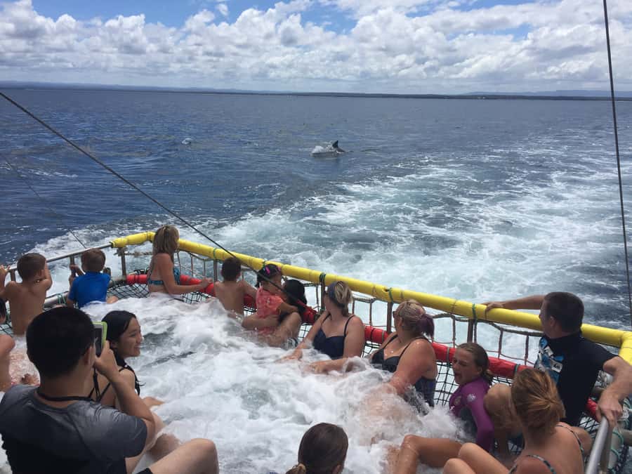 Huskisson: Dolphin Cruise & Boom Netting Experience - Jervis Bay marine park: what you’re actually looking at