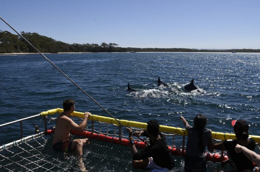 Huskisson: Dolphin Cruise & Boom Netting Experience - Price and value: why it can be cheaper than walk-ups