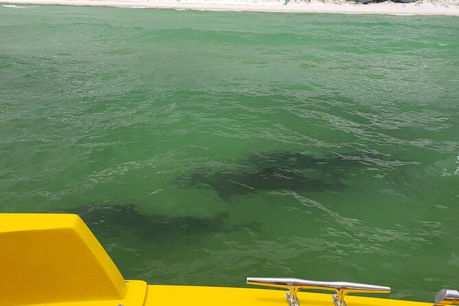 Hydro Rocket Dolphin Sightseeing Boat Tour from Destin - From 102 Harbor Blvd to the East Pass: The Route You’ll Feel
