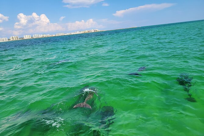 Hydro Rocket Dolphin Sightseeing Boat Tour from Destin - Price and Value: What $34 Buys You
