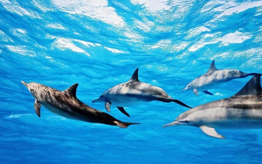 Île aux Bénitiers: Snorkeling w/Dolphins Boat Tour & Lunch - A 7-hour circuit built around dolphins and Mauritius lagoon water