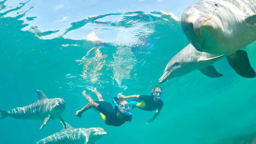 Île aux Bénitiers: Snorkeling w/Dolphins Boat Tour & Lunch - Swimming with dolphins: the rules matter, and so does patience