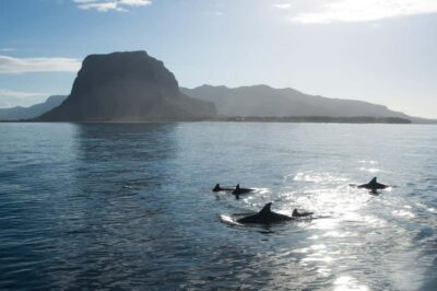 Île aux Bénitiers: Snorkeling w/Dolphins Boat Tour & Lunch - Pickup from anywhere in Mauritius, then a speedboat morning