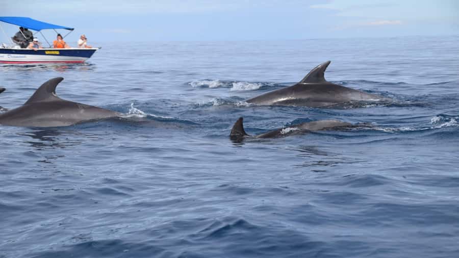 Île aux Bénitiers Snorkeling with Dolphins + Seafood Lunch - Meeting at Tamarin (Before the Boat Gets Moving)