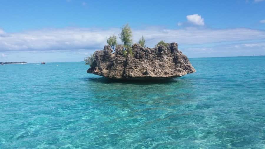 Île aux Bénitiers Snorkeling with Dolphins + Seafood Lunch - Benitiers Islet BBQ Lunch and Beach Time That Actually Lets You Relax