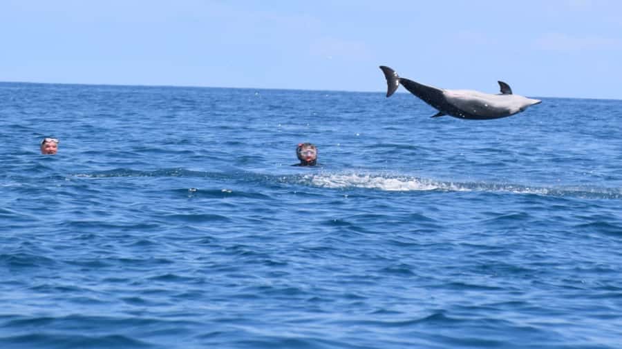 Île aux Bénitiers Snorkeling with Dolphins + Seafood Lunch - The Boat Ride, Group Size, and the Friction Points to Plan For