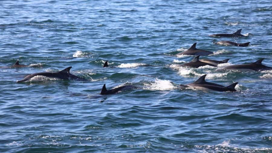 Île aux Bénitiers Snorkeling with Dolphins + Seafood Lunch - Price and Value: What $80 Really Buys on This Day