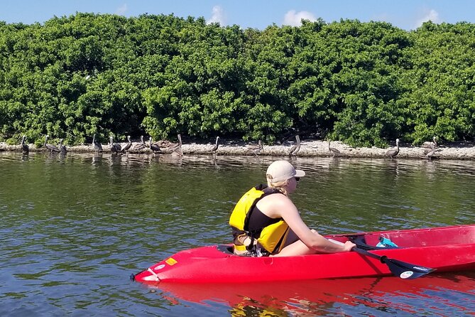 Indian River Clear Bottom Kayak or Paddleboarding Manatee and Dolphin Tour - 90 minutes from Merritt Island: how the tour usually unfolds