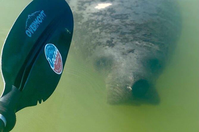 Indian River Clear Bottom Kayak or Paddleboarding Manatee and Dolphin Tour - Gear, comfort, and photo perks that actually help