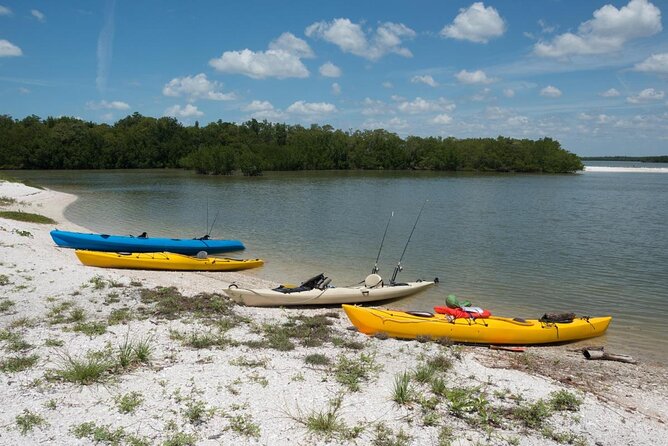 Island Paradise: Dolphin, Shelling, Birding Eco Boat Tour - Key highlights you’ll actually feel during the tour