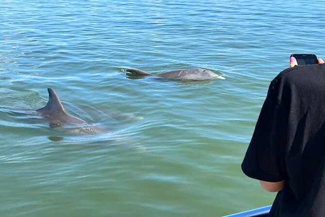 Island Paradise: Dolphin, Shelling, Birding Eco Boat Tour - A 2.5-hour mix of dolphins, shelling, and birding