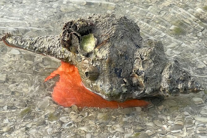 Island Paradise: Dolphin, Shelling, Birding Eco Boat Tour - Rookery Bay mangrove waters for birding (and real ecology)