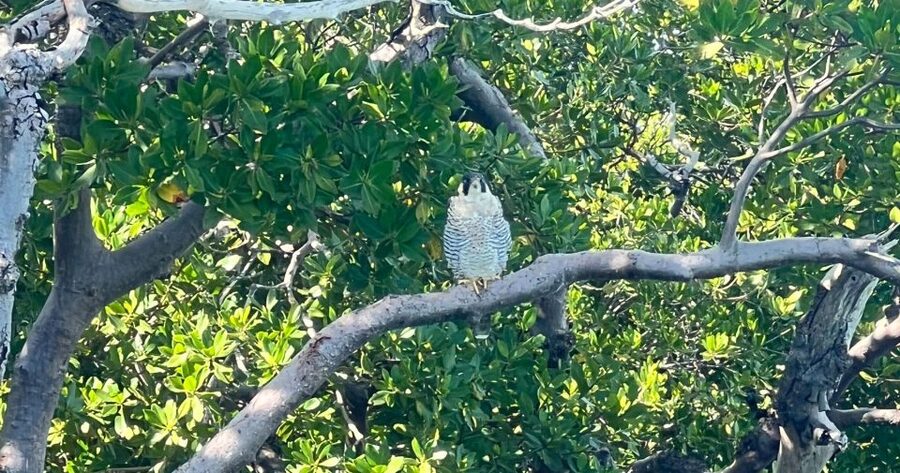 Island Paradise: Dolphin, Shelling, Birding Eco Boat Tour - Practical rules that matter: sunscreen, BYOB, and what not to bring