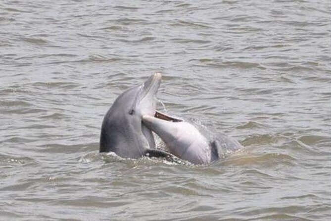 Jekyll Island Dolphin Tours - Key things that make this tour worth your time
