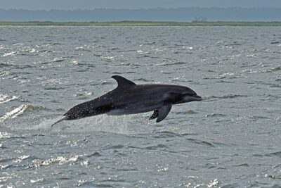 Jekyll Island Dolphin Tours - Getting started at 366 Riverview Dr without stress