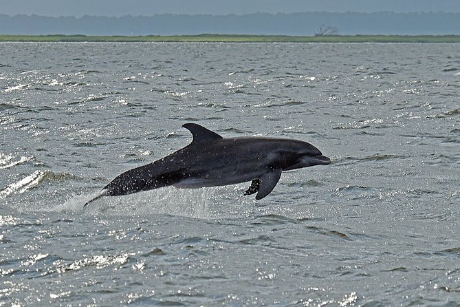Jekyll Island Dolphin Tours - Getting started at 366 Riverview Dr without stress