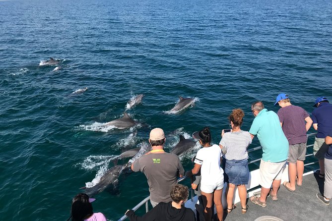 Jervis Bay Dolphin Cruise - Key Points Worth Knowing Before You Go