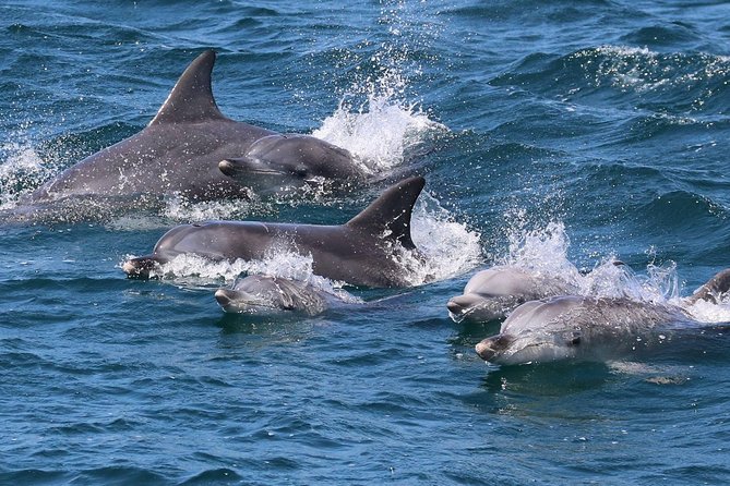Jervis Bay Dolphin Cruise - Why Jervis Bay Dolphins Feel More Real Than a Random Spot