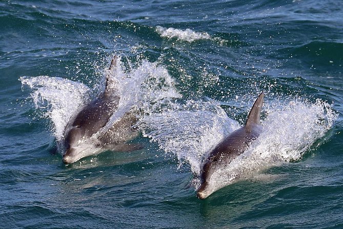 Jervis Bay Dolphin Cruise - Where the Time Goes: Jervis Bay Focus, Huskisson Back at the End