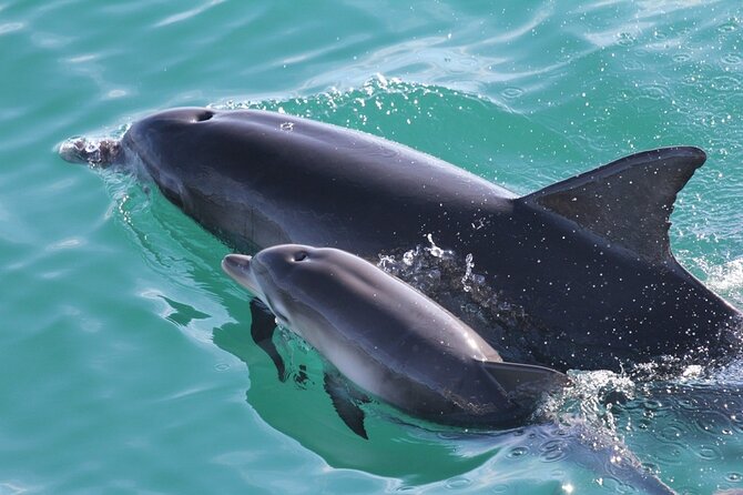 Jervis Bay Dolphin Cruise - Ethical Dolphin Watching: What the Marine Park Context Means for You