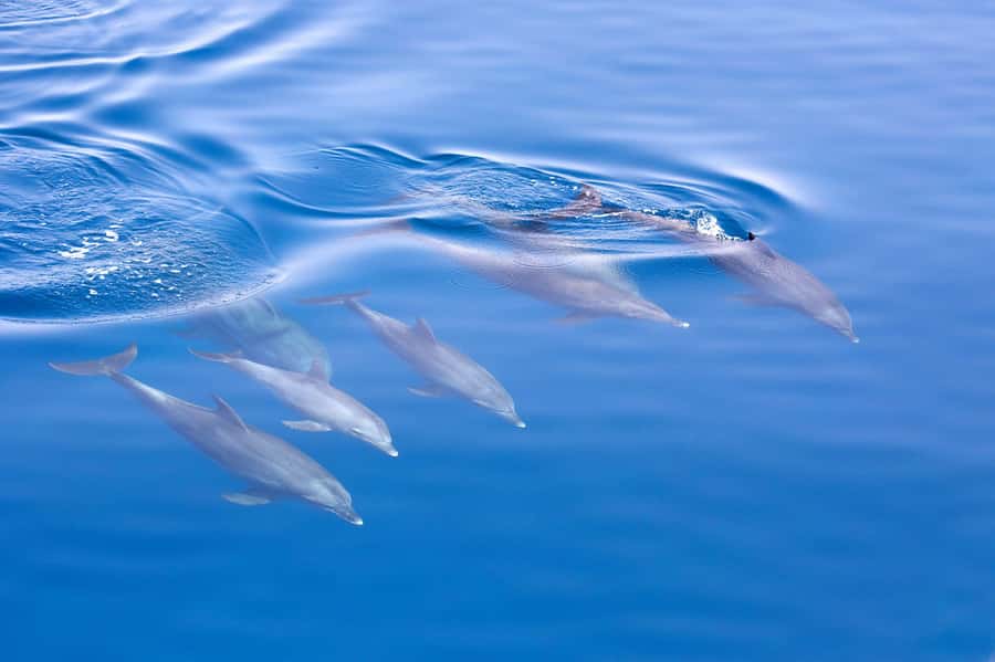 Jervis Bay Dolphin Cruise, Lunch, Berry&Kiama Blowhole Tour - Lunch in Huskisson: a wharf break that keeps the day moving