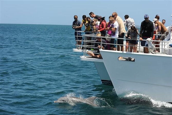Jervis Bay Dolphin Cruise - Price and Timing: The Value Is in a 90-Minute Dolphin Window