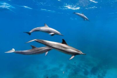 Jozani Forest Tour, Kuza Cave Tour, Paje Beach, The Rock - Key points to know before you go